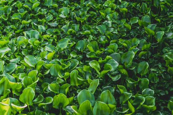 Sümbülü Yeşil Yapraklar Arka Planda Doğa Nehri Kanalı Üzerine Sızıntı — Stok fotoğraf