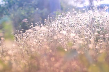 Odak noktası peri masalı çivili yabani çimen arazisi. Kırsal alan. Doğa konsepti. Bulanık yumuşak odak. Çimen çiçeği, yumuşak odak noktası güneş doğarken biraz kır çiçeği çimeni