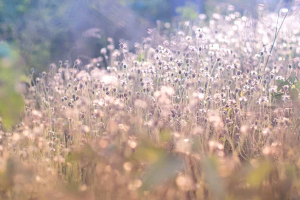 Mjuk Fokus Saga Vilt Gräs Fält Landskap Med Spikar Landsbygdsscenen — Stockfoto