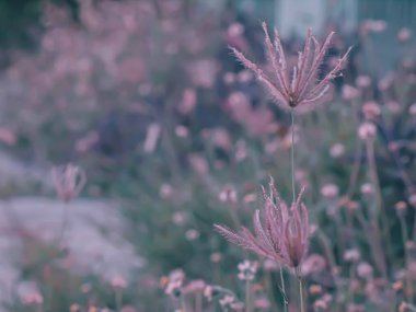 Güzel kır çiçekleri, bulanık doğa arka planında yabani otlar.