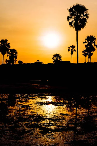 在日落时椰子树的轮廓紧邻泰国岛上的海水 自然与旅行概念 Palmyra棕榈场对水的反射特征分析 — 图库照片