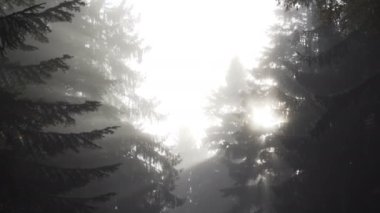 Puslu Çam Ormanı, beyaz gökyüzü, yakın görüş