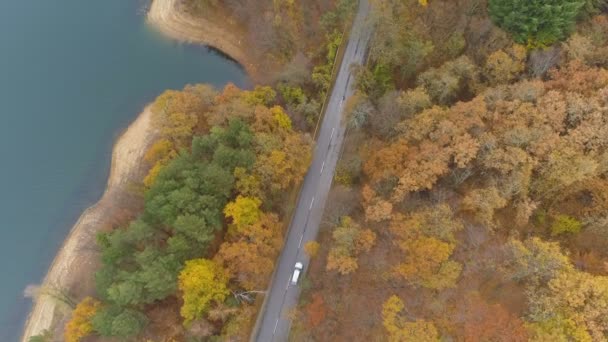 Λευκό αυτοκίνητο οδήγηση σε παραλιακό ασφαλτοστρωμένο δρόμο χαμηλότερο φθινόπωρο δάσος με χρυσά δέντρα — Αρχείο Βίντεο