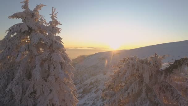 Árvores congeladas em cena pacífica ao pôr do sol. Montanhas nevadas na Bulgária — Vídeo de Stock