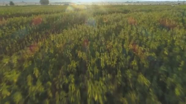 Vista aérea de la plantación de cáñamo sin fin al aire libre al atardecer — Vídeo de stock