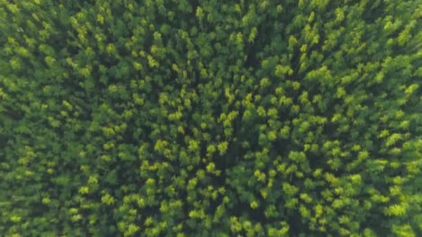 Vista superior del campo de cáñamo. Plantas medicinales de cannabis que se mueven del viento — Vídeo de stock