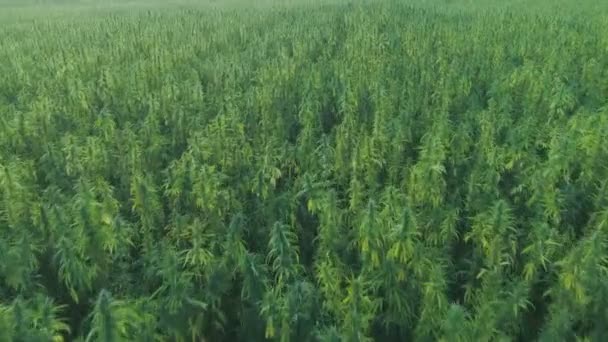 Narkotiska cannabisplantor som växer i ändlös marijuana plantage utomhus. Stora narkotikafält med illegala marijuanaläkemedel som växer under solen. Odling av medicinal- och hampväxter — Stockvideo