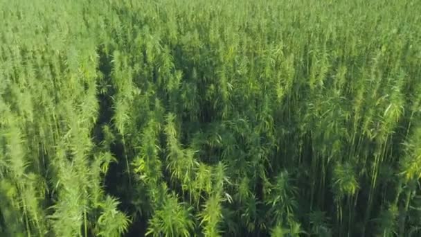 Plantación de cannabis medicinal, vista cercana de las plantas de cáñamo verde brillante — Vídeo de stock