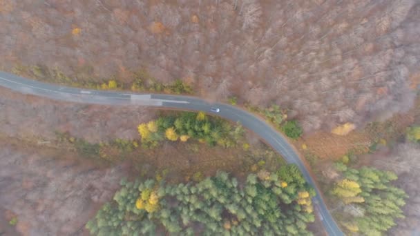 Horní pohled na bílé auto jedoucí po asfaltové silnici v lese s ohromujícími vrcholky stromů na podzim — Stock video