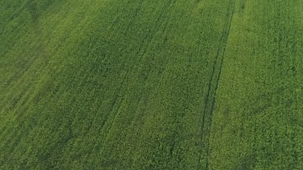 Vista aérea de fileiras intermináveis de plantas de maconha industrial em plantação de cânhamo — Vídeo de Stock