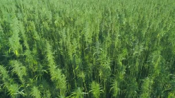 Vista cercana del hermoso campo de cáñamo verde en el verano — Vídeo de stock