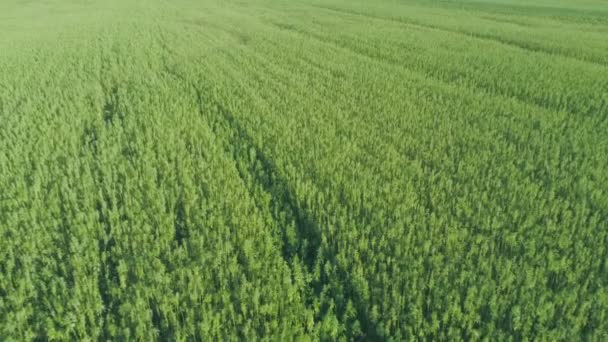 Anbau von Heil- und Freizeithanfpflanzen — Stockvideo