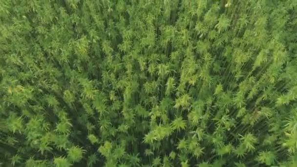 Enorme campo de maconha de cânhamo. Cannabis Industrial CBD Cânhamo usado na medicina — Vídeo de Stock