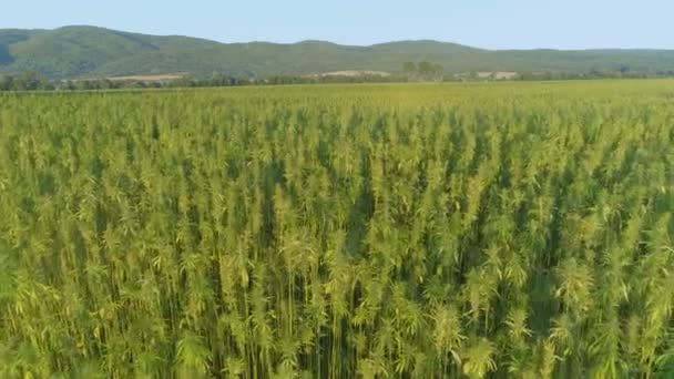 Campo de cultivo de cáñamo industrial grande al aire libre — Vídeos de Stock