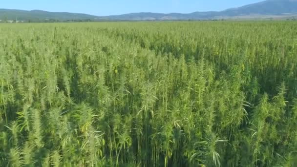 Lange medicinale cannabis planten op groen veld buiten — Stockvideo