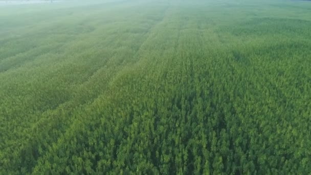 Vista superior aérea larga de um campo de cânhamo industrial de maconha CBD, usado para medicina — Vídeo de Stock