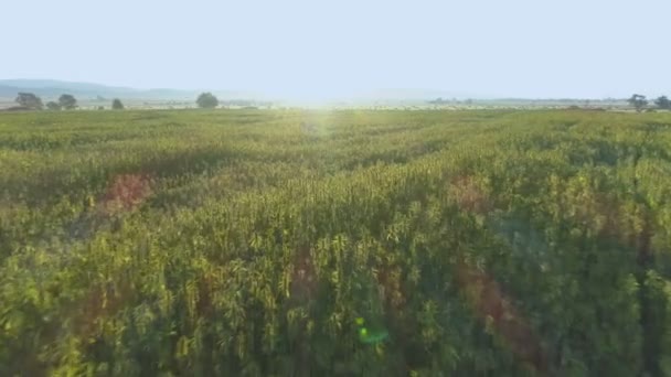 Drone volando por encima de las plantas de cáñamo en campo grande al aire libre — Vídeo de stock