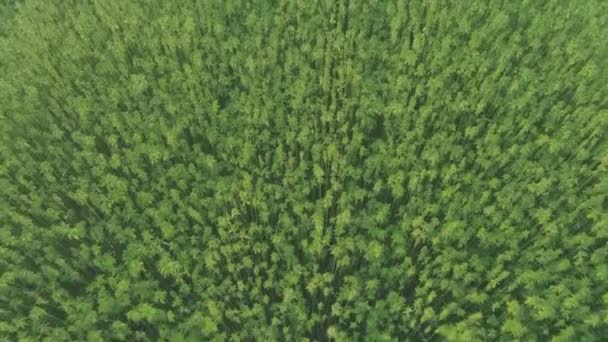 Vista superior aérea larga de um belo campo de cânhamo CBD de maconha — Vídeo de Stock