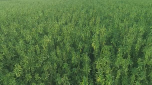 Vista aérea de un campo de cáñamo técnico orgánico verde sin madurar en el día soleado . — Vídeo de stock