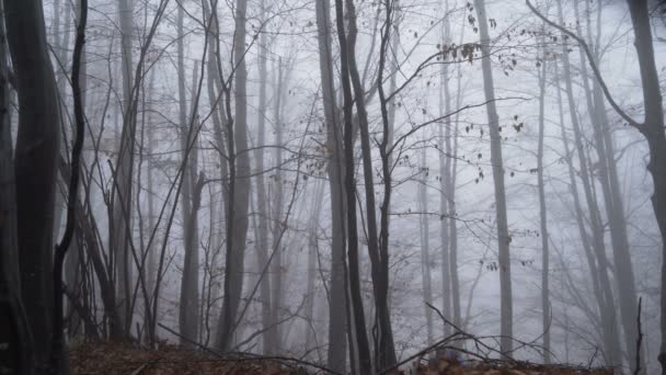 Kimerült turista mászó erdő domb ködös erdő segítségével sétapálca — Stock videók