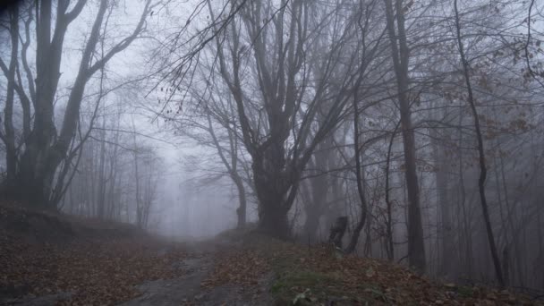 Tour solitário perdido em floresta nebulosa profunda atingindo o caminho da floresta — Vídeo de Stock