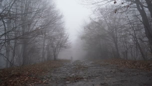 Solitario perso uomo in blu giacca turistica a piedi su bagnato nebbioso strada forestale utilizzando bastoni da passeggio — Video Stock