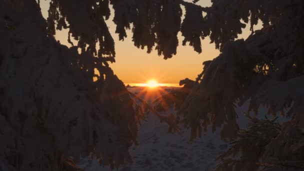 Pôr do sol dourado através de galhos de árvores congeladas cobertos de neve — Vídeo de Stock