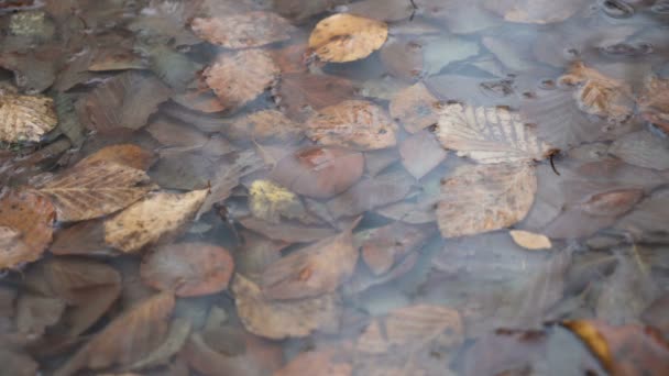 Πολύχρωμα φθινοπωρινά φύλλα σε μια λακκούβα μετά τη βροχή — Αρχείο Βίντεο