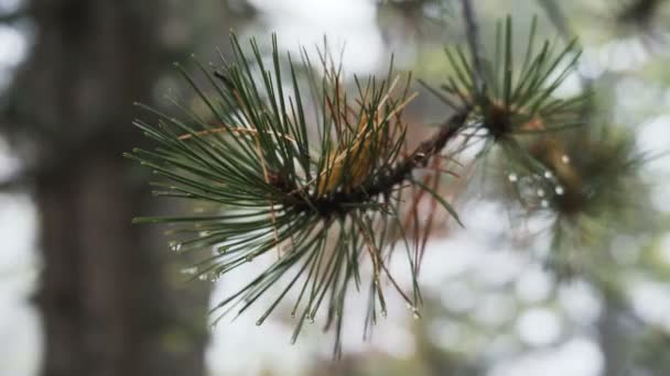 Male hand touch fir spruce needles of a big evergreen tree — ストック動画