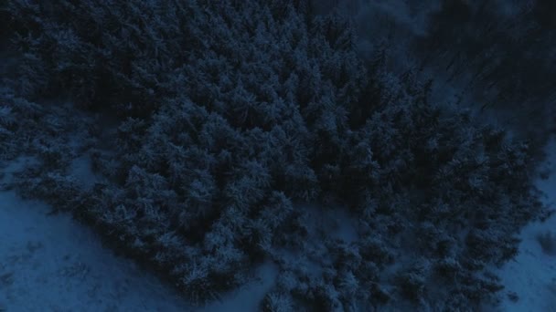 Fantasy Frozen vue de dessus de la forêt dans la nuit — Video