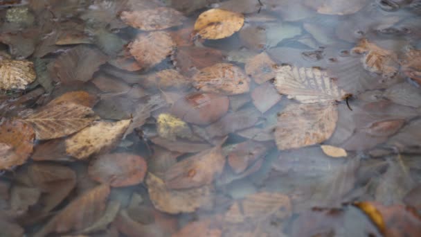 Hojas secas caídas en un charco de agua de lluvia — Vídeos de Stock