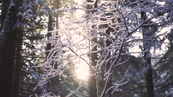 Donmuş ağaç dallarının arasından gün batımını seyrediyorum. — Stok video