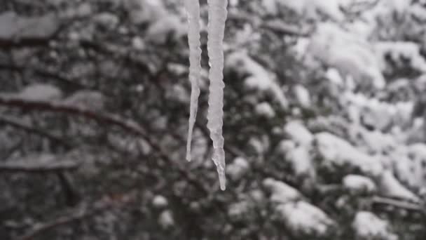 Chiudi lo sguardo di picca di ghiaccio sul ramo dell'albero — Video Stock