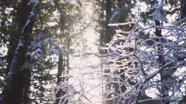 Raios do nascer do sol passando por galhos congelados na floresta profunda — Vídeo de Stock