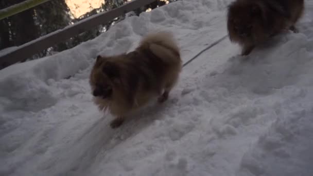 Twee pluizige Pommerse lopen naar beneden besneeuwde bergpad — Stockvideo