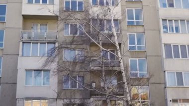 Huş ağacı, şehirdeki binaların önünde güçlü bir kasırgayla savruldu.