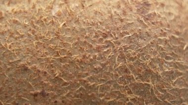 Makro boy kiwifruit. İnce, saçlı, açık kahverengi tenli.