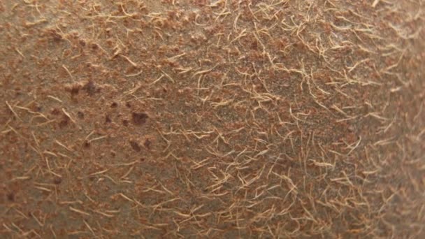 Makroaufnahme einer frisch geschnittenen reifen Kiwi-Frucht. Detaillierte Ansicht der braunen Haare auf der Schale der Kiwi — Stockvideo