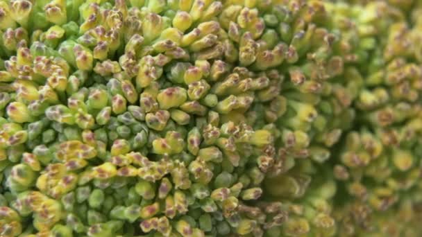 Detalhes de parte da cabeça de brócolis. macro tiro brócolis verde e amarelo — Vídeo de Stock