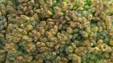 Eski sarı yeşil brokoliden Macro shot. Doğal Brokoli Doku Şablonu