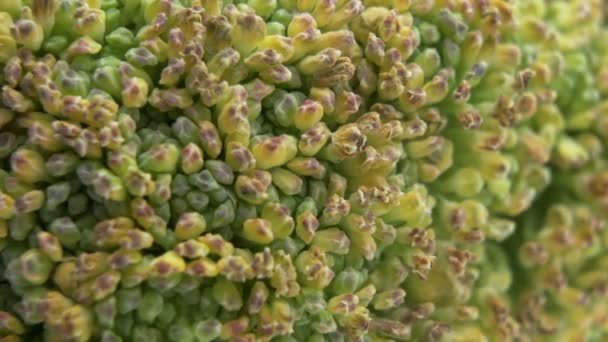 Dettagli di A Broccoli Floret, macro shot — Video Stock