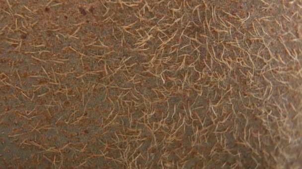 Detailed Macro shot of thin light brown kiwi skin with mini hairs on top — Stock Video