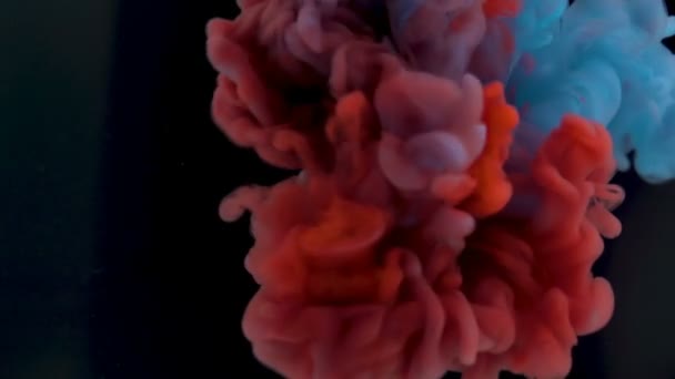 Farbe Paint Drops In Water In Slow Motion auf schwarzem Hintergrund — Stockvideo