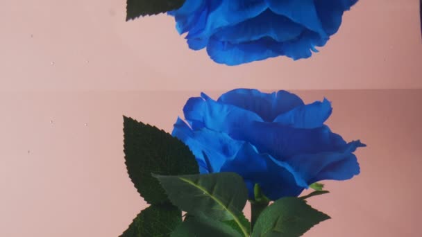 Modrý odraz růže ve vodní hladině. Studio shot — Stock video