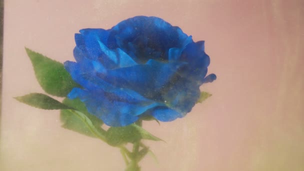 Rosa azul con nube de polvo dorado flotando. Colores al vapor en el fondo — Vídeo de stock