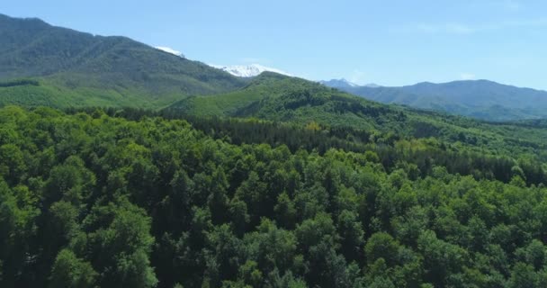 Floresta verde densa sob montanhas nevadas na manhã de primavera ensolarada na Bulgária — Vídeo de Stock