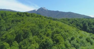 Dağların altında, karlı zirvelerle dolu sık yeşil ormanın üzerinde uçuyor.