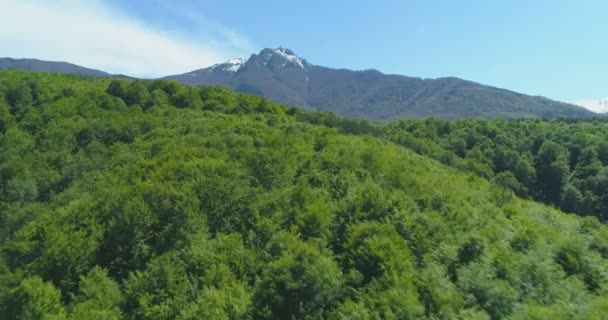 Voando sobre densa floresta verde sob montanha com pico nevado — Vídeo de Stock