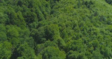 Yoğun yeşil orman manzarası ve baharda parlak mavi gökyüzü.