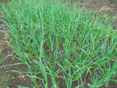 Bahçede yeşil, taze bir sarımsak yatağı